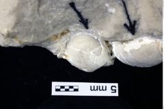 Foto (Detailansicht) von Oxythyreus gibbus (Reuss, 1858) (NHMW-GEO-1990-0041-0266)